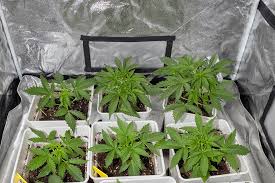 Cannabis Seeds South Carolina A Complete Guide